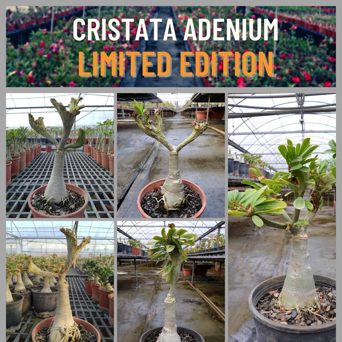 Cristata Adenium - Limited Edition