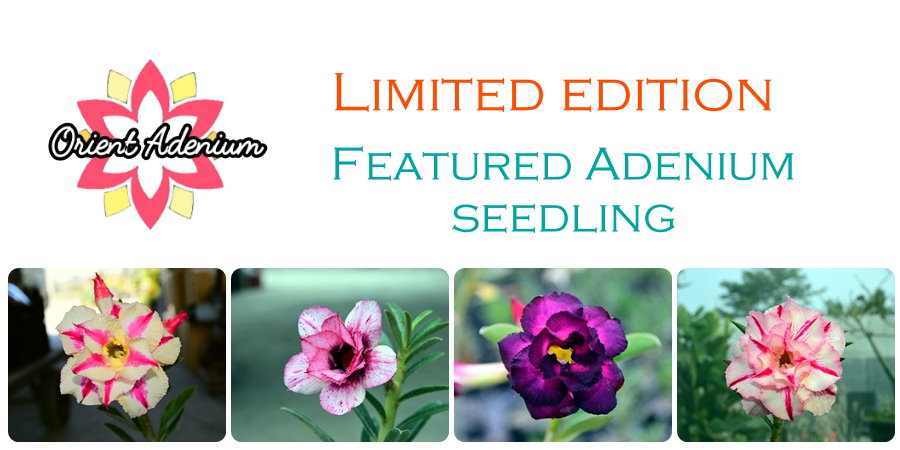 Featured Adenium Seedlings
