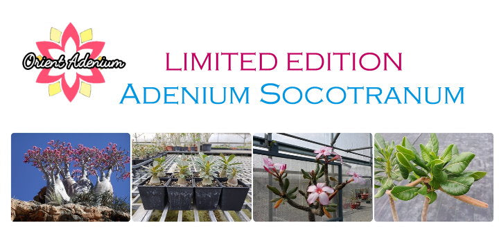 Adenium Socotranum