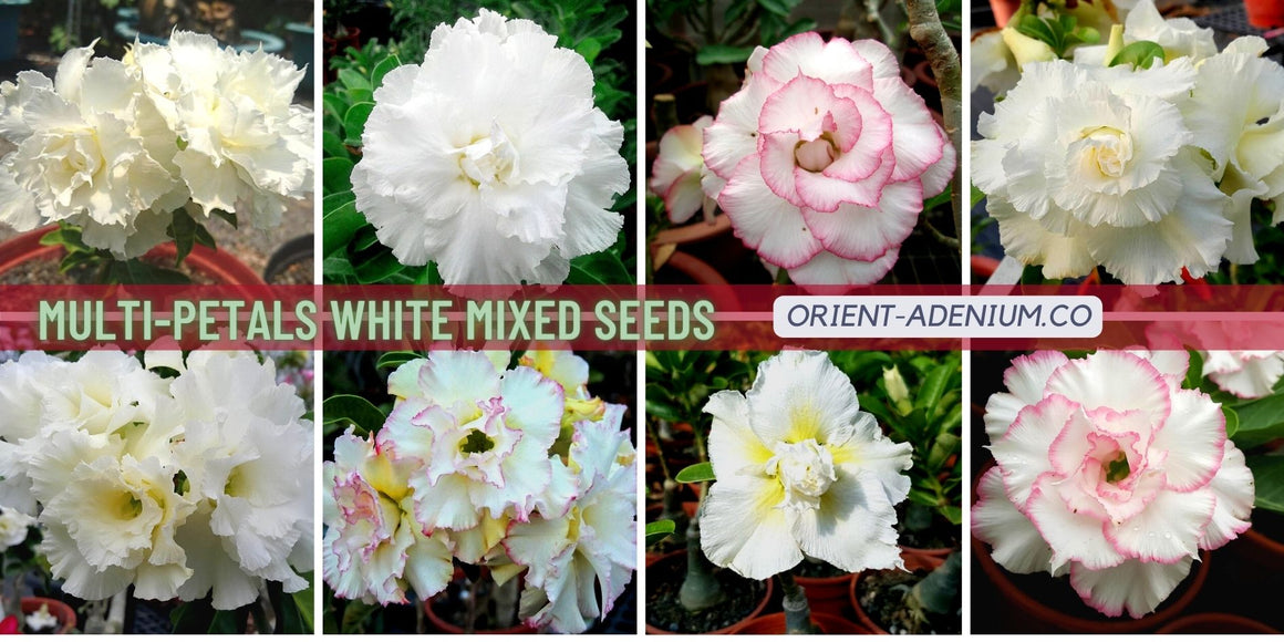Adenium obesum Multi-petals mixed White seeds