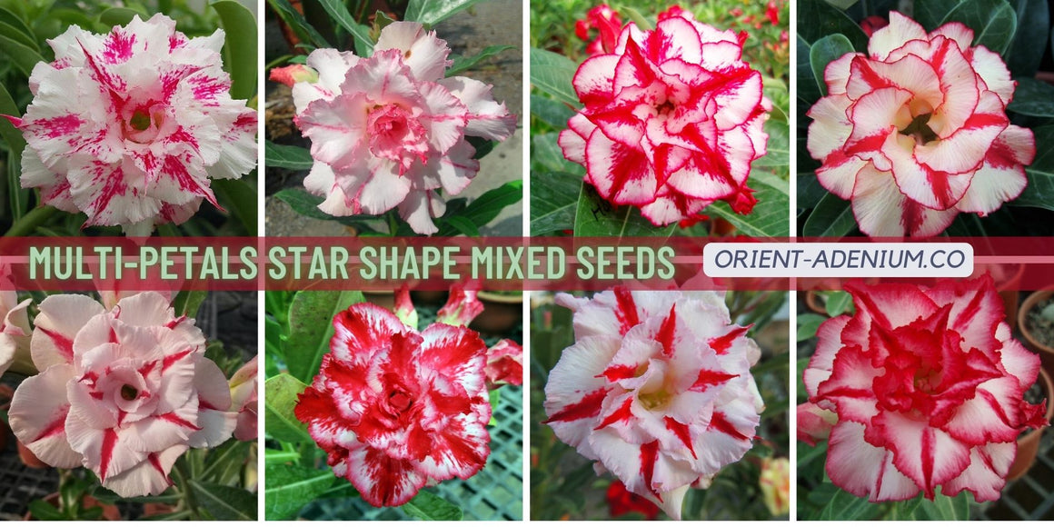 Adenium obesum Multi-petals mixed Star Shape seeds