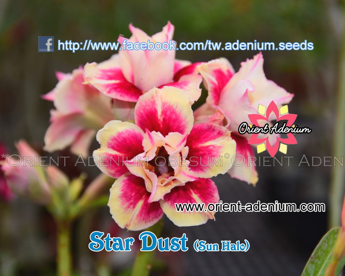 Adenium obesum Star Dust Grafted plant