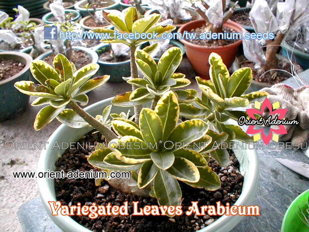 Adenium Variegated Leaves Arabicum seeds