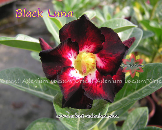 Adenium obesum Black Luna seeds