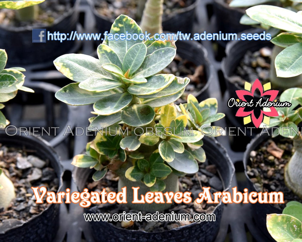 Adenium Variegated Leaves Arabicum seeds