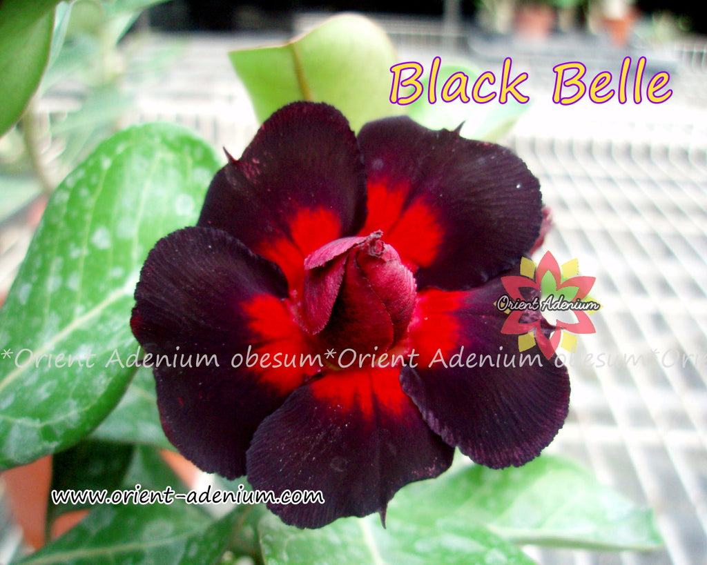 Adenium obesum Black Belle seeds