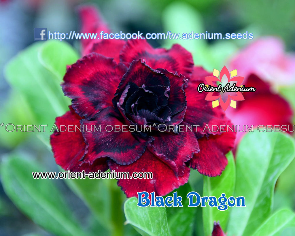 Adenium obesum Black Dragon 15 seeds