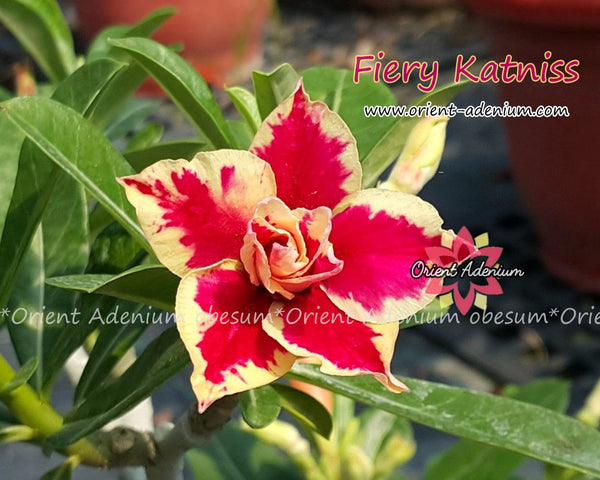 katniss plant Adenium obesum Fiery Katniss Grafted plant