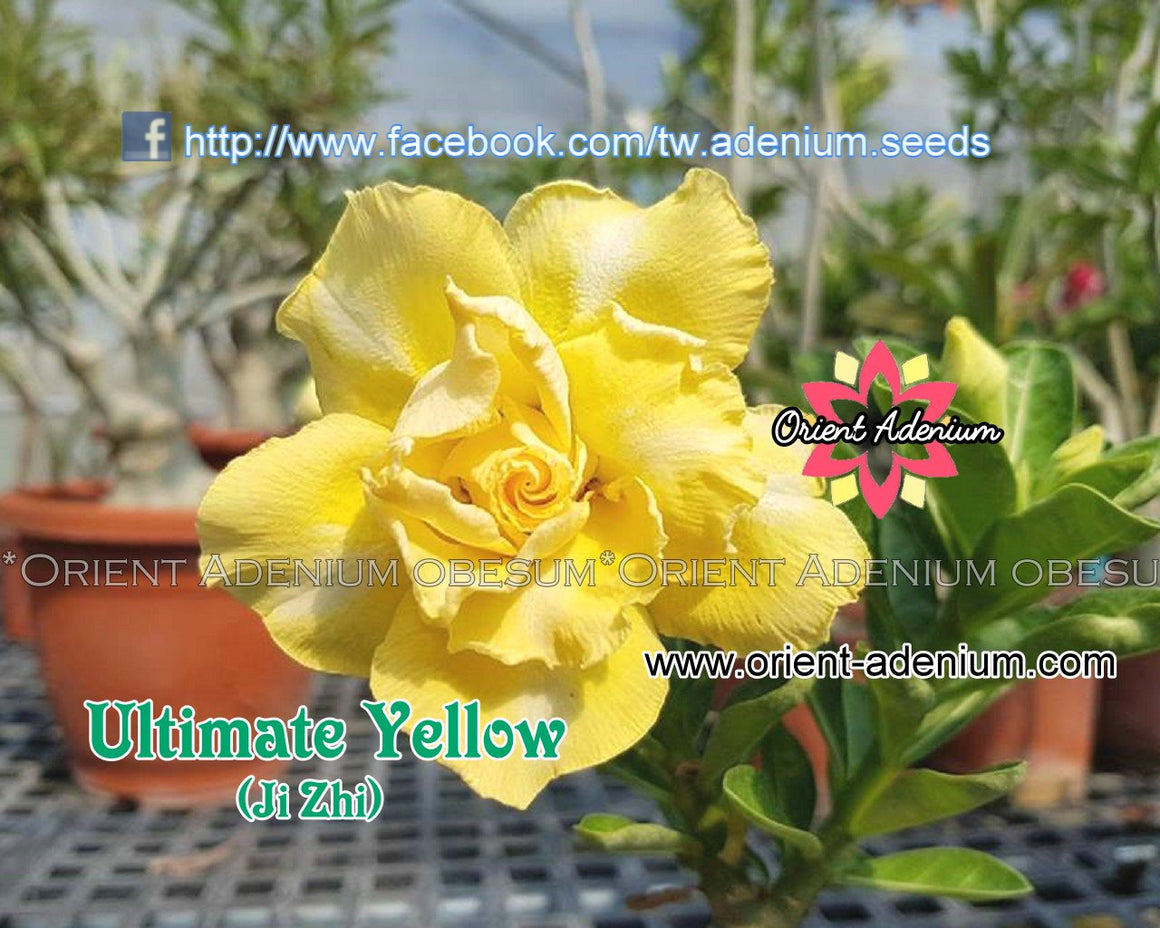 Adenium obesum Ultimate Yellow Grafted plant