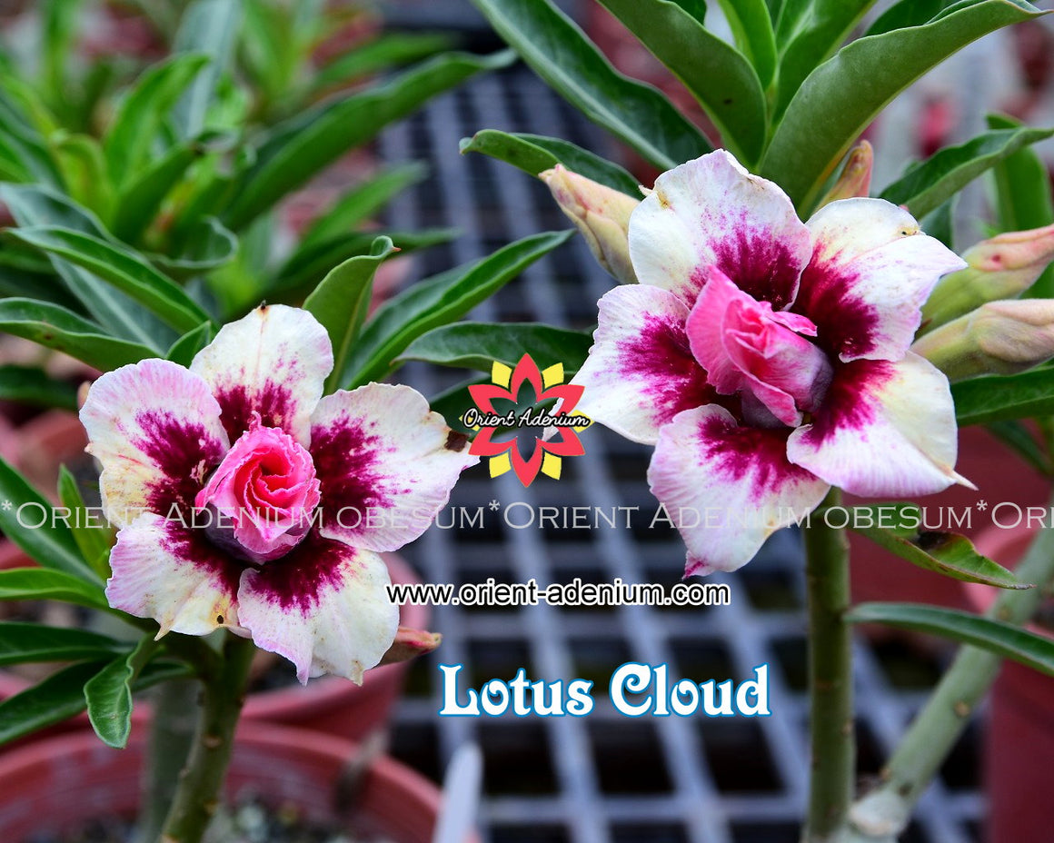 Adenium obesum Lotus Cloud seeds