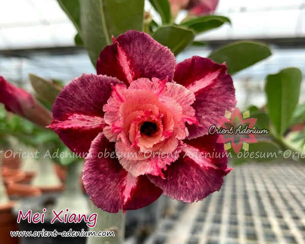 Adenium obesum Mei Xiang Grafted plant - Orient Adenium online store