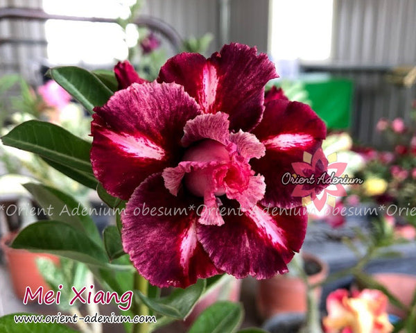 Adenium obesum Mei Xiang Grafted plant - Orient Adenium online store