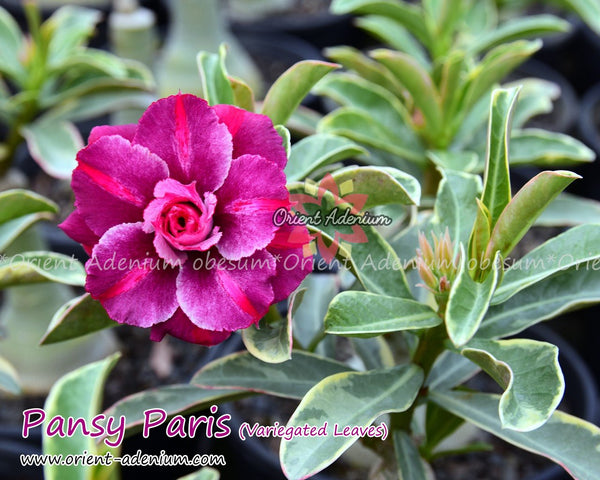 Adenium obesum Pansy Paris Grafted plant