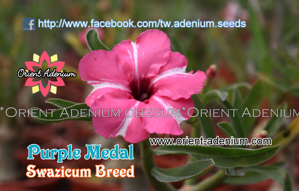 Adenium Swazicum Purple Medal Grafted plant