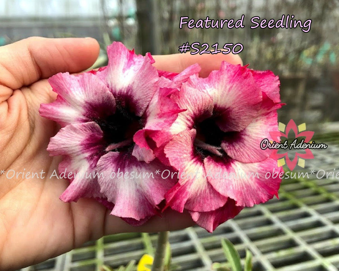 Adenium Featured Seedling #S2150