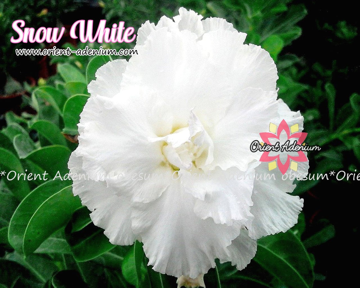 Adenium obesum Snow White Grafted plant