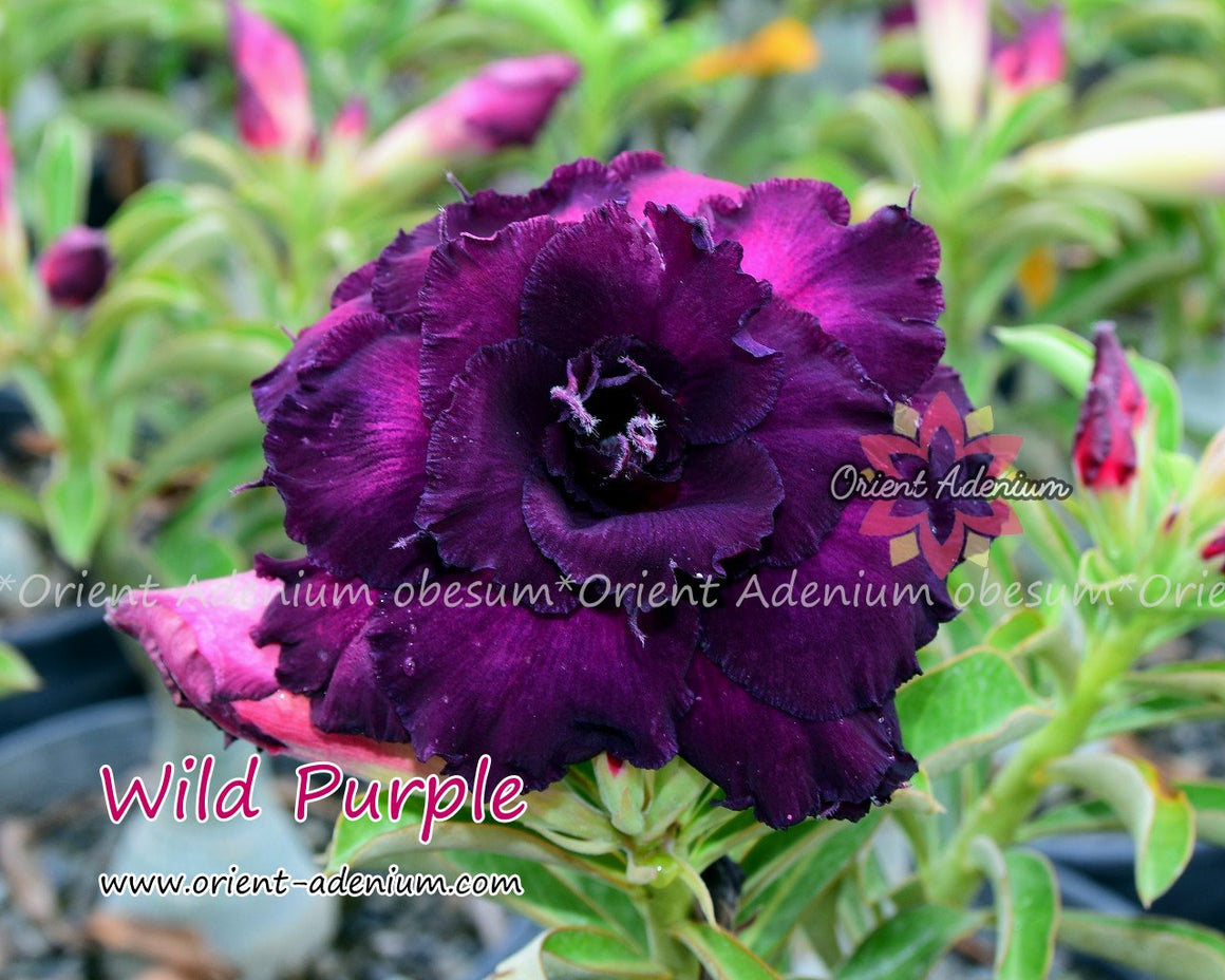 Adenium obesum Wild Purple Grafted plant