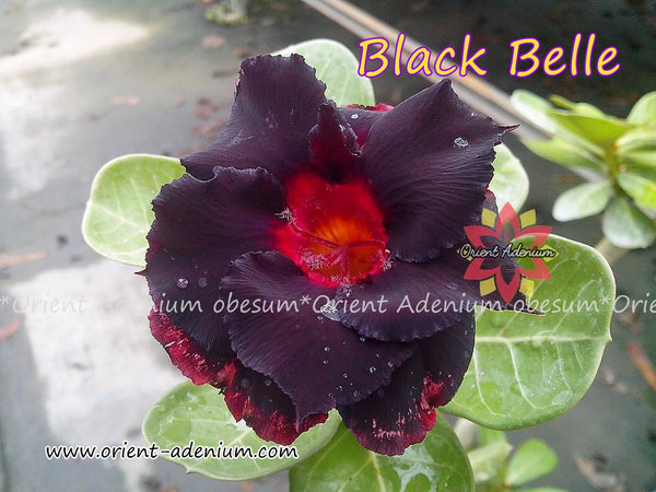 Graines Adenium Obesum Black Steel - Rose Du Désert - 3 Graines - Plante Caudiciforme Rare
