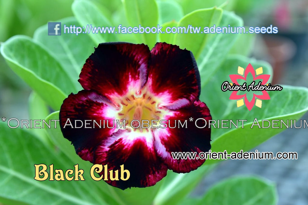 Adenium obesum Black Club seeds