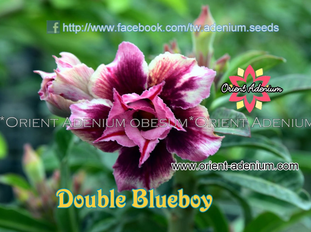 Adenium obesum Double Blueboy 15  seeds