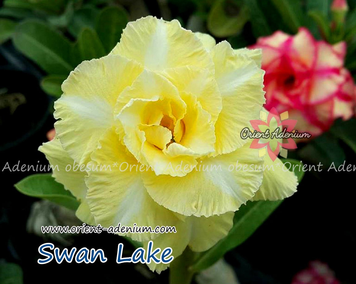 Adenium obesum Swan Lake Grafted plant