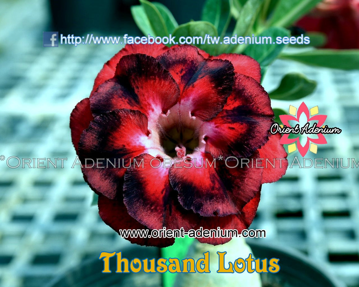 Adenium obesum Thousand Lotus Grafted plant
