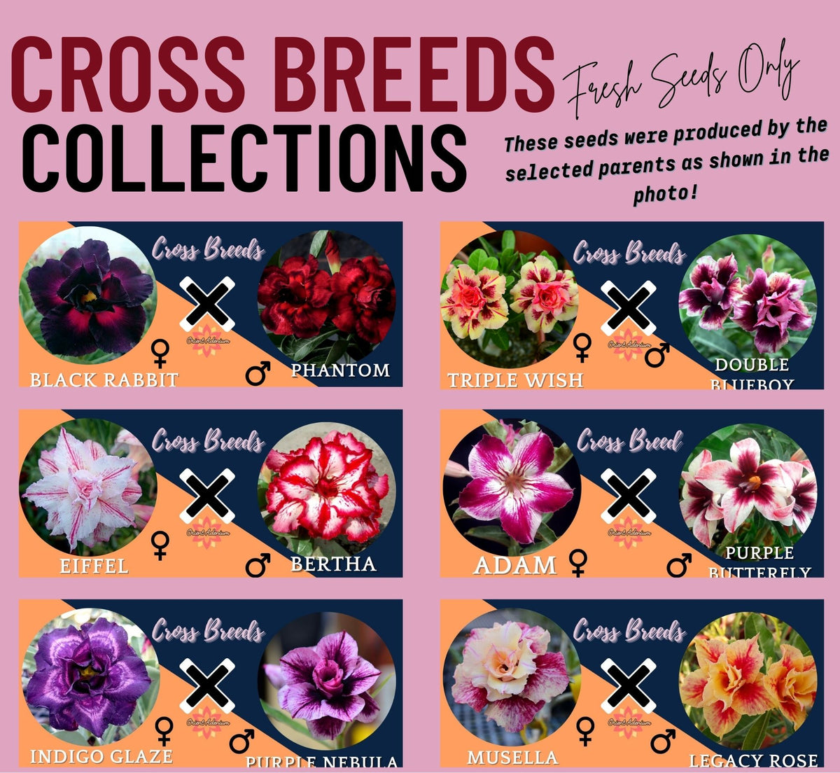 Adenium Cross Breed Collection