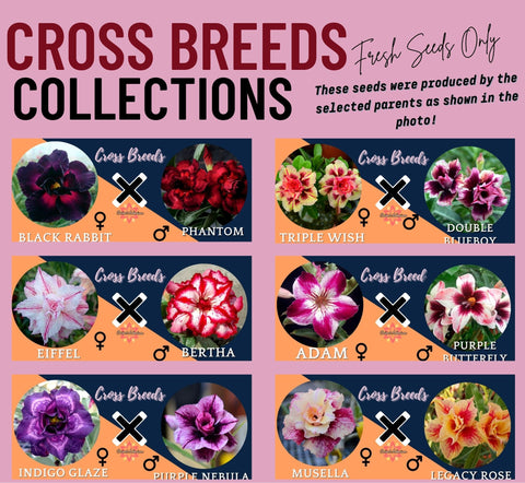 Adenium Cross Breed Collection