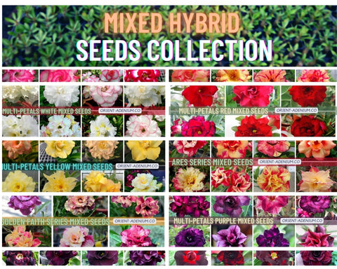 Adenium Mixed Hybrid Seeds