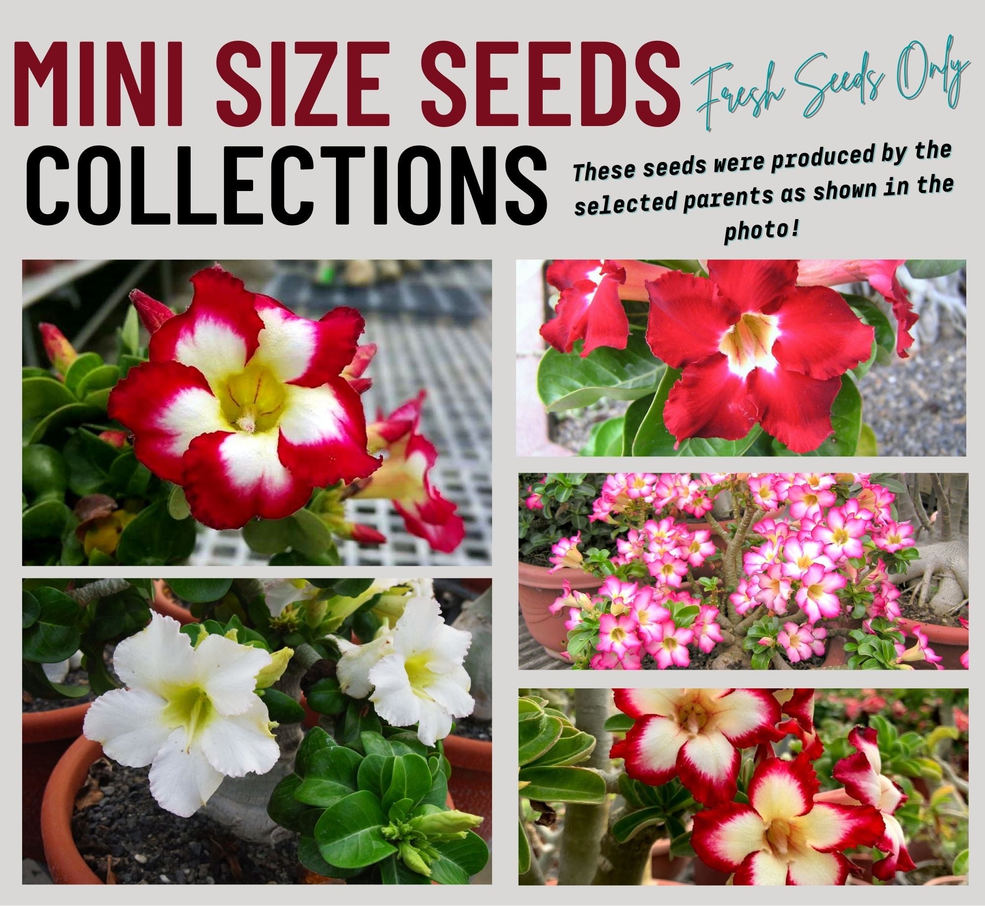 Collections - Orient Adenium online store