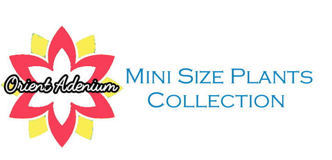 Mini Size Plants Collection