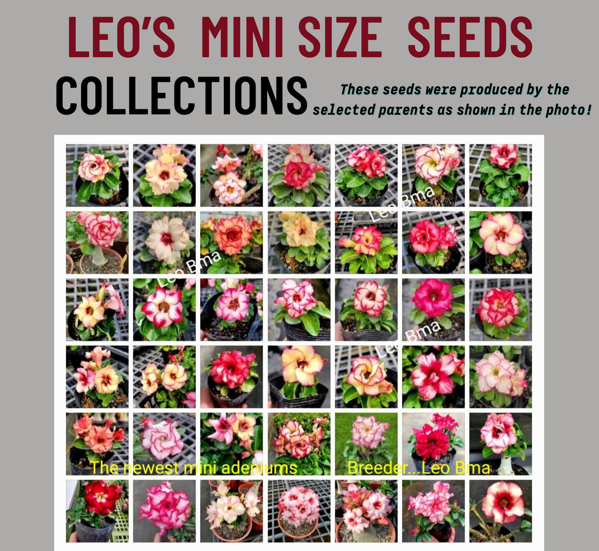 Leo's Mini Size Seeds Collction (VERY LIMITED)