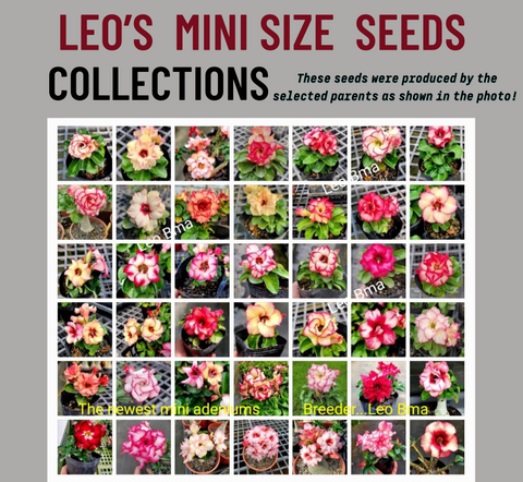 Leo's Mini Size Seeds Collction (VERY LIMITED)