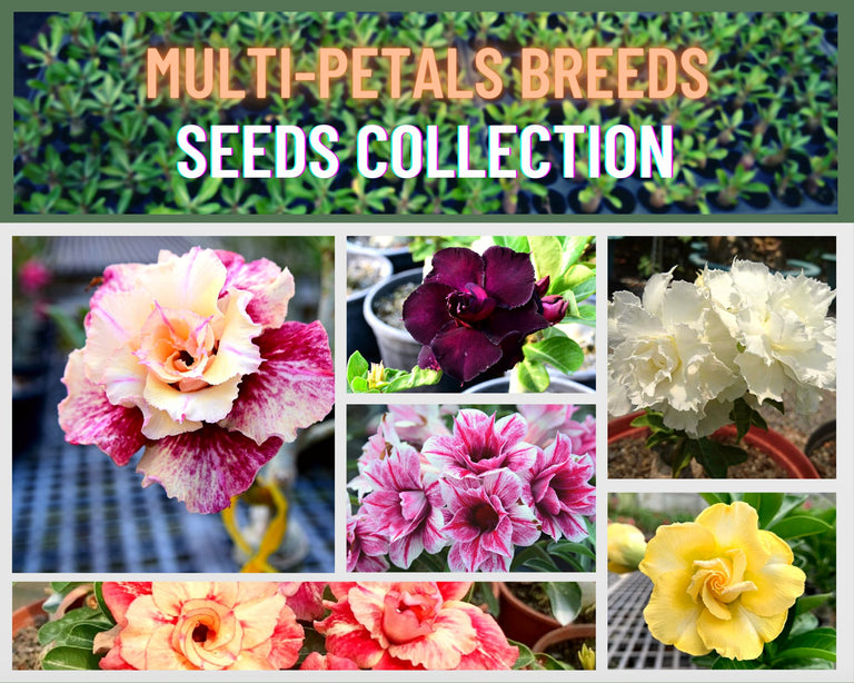 Collections - Orient Adenium online store