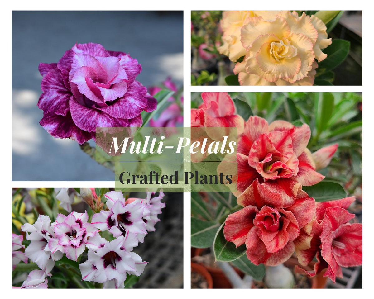 Multiple Petals Grafted Plant Collection