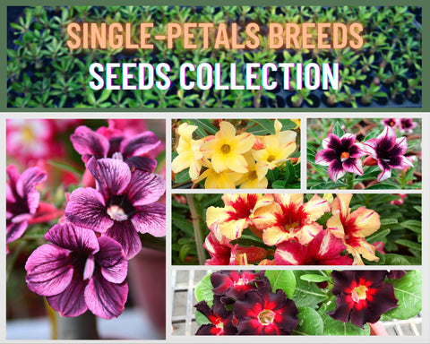 Adenium Single Petals Breeds Seeds