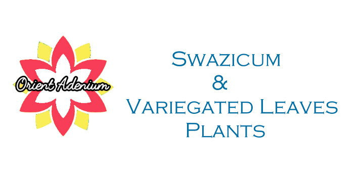 Swazicum & Variegated Leaves Plant Collection