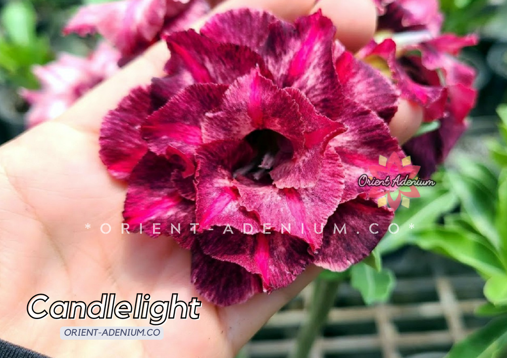 Adenium obesum Candlelight seeds