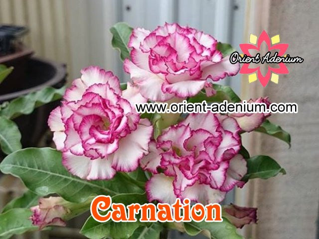 Adenium obesum Carnation Grafted plant
