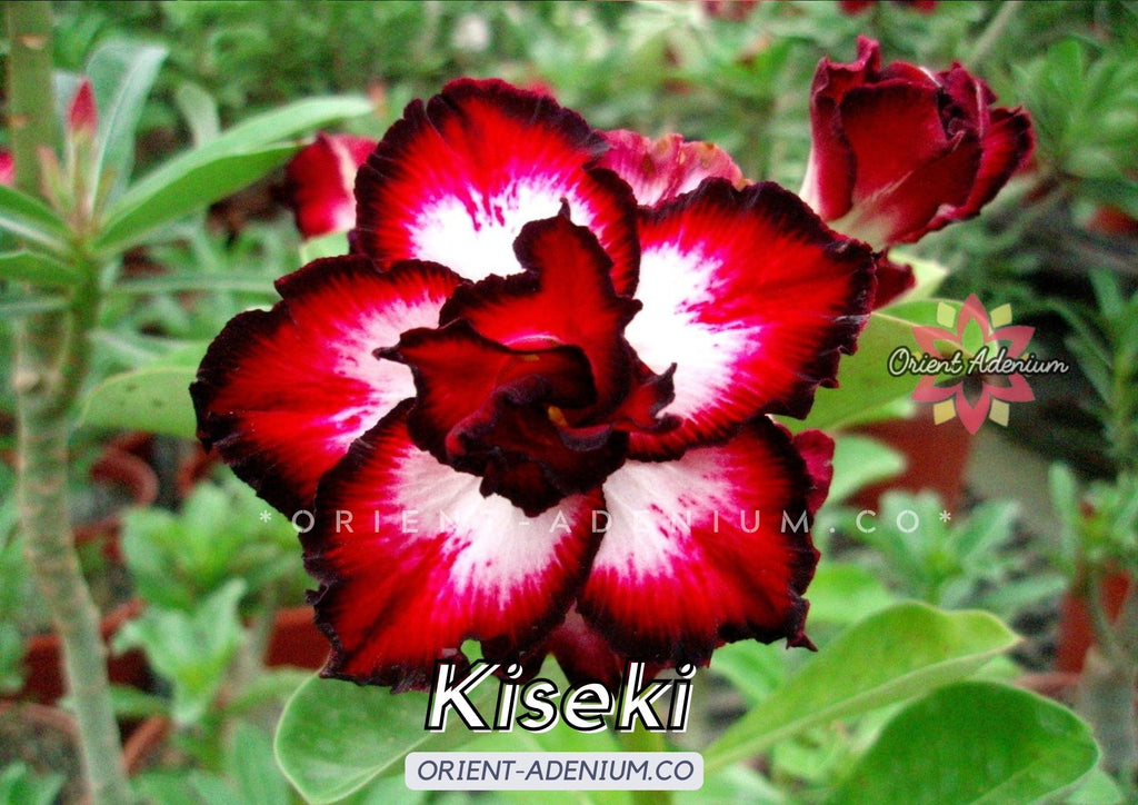 Adenium obesum Kiseki seeds
