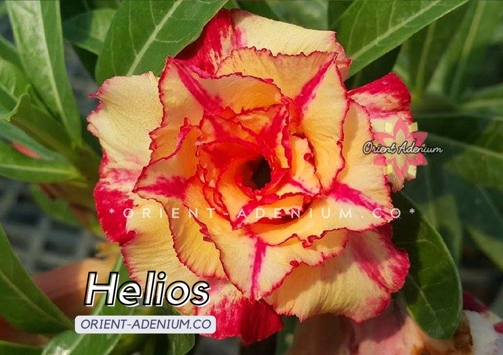 Adenium obesum Helios Grafted plant