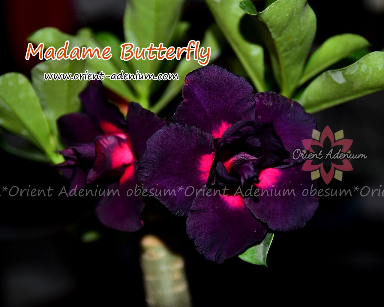 Adenium obesum Madame Butterfly seeds - Orient Adenium online store