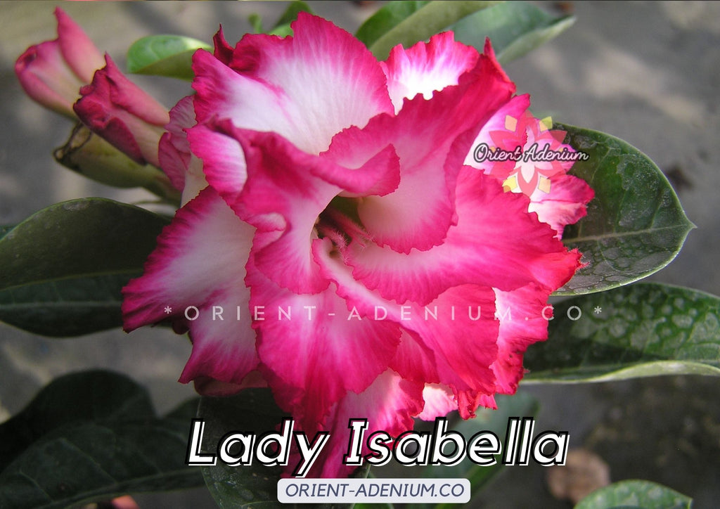 Adenium obesum Lady Isabella seeds