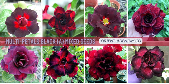 Adenium obesum Multi-petals Black (A) seeds