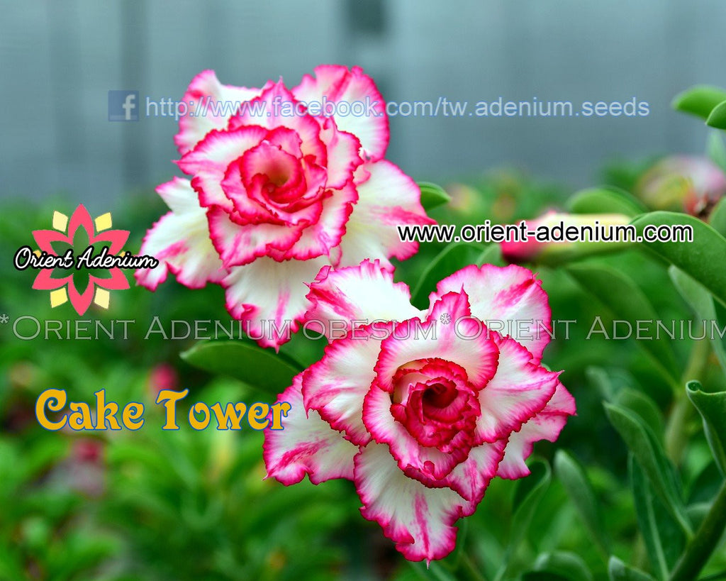 Adenium obesum Cake Tower Grafted plant