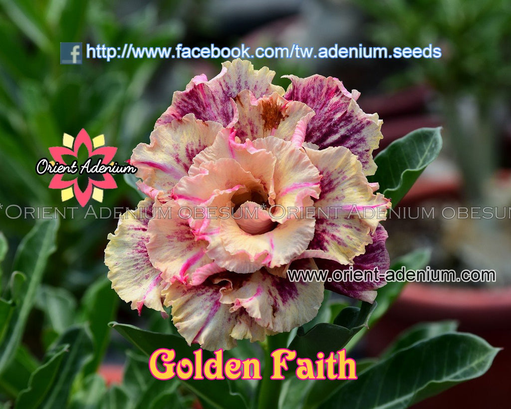 Adenium obesum Golden Faith Grafted plant