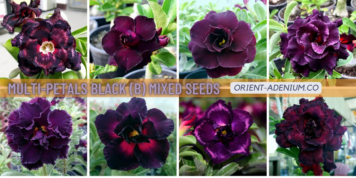 Adenium obesum Multi-petals Black (B) seeds