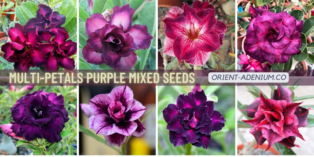 Adenium obesum Multi-petals mixed Purple seeds