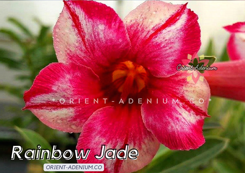 Adenium obesum Rainbow Jade seeds