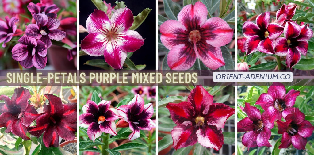 Adenium obesum Single-petals mixed Purple seeds
